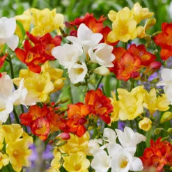 Pack De 312 Bulbes -Plantes Soldes Boutique VIS 020111 5 1708515223824