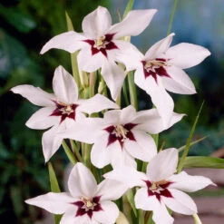 Pack De 312 Bulbes -Plantes Soldes Boutique VIS 020111 7 1708515229967