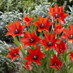 100 Bulbes De Fleurs 6 Mois De Fleurs En Mélange -Plantes Soldes Boutique VIS 031436 10 1706797955783