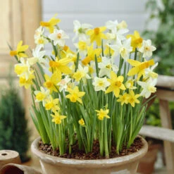 100 Bulbes De Fleurs 6 Mois De Fleurs En Mélange -Plantes Soldes Boutique VIS 031436 9 1706797950431