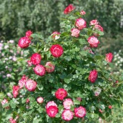 Rosier Buisson Double Delight -Plantes Soldes Boutique ado 100363 1 BK 1704450043808