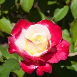 Rosier Buisson Double Delight -Plantes Soldes Boutique ado 100363 4