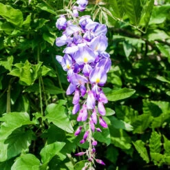 Glycine Bleue Sur Tige -Plantes Soldes Boutique ado 100808 3 1699882593326