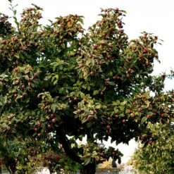 Néflier -Plantes Soldes Boutique ado 103519 2