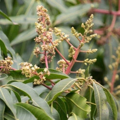 Manguier Rare 'Kensington' -Plantes Soldes Boutique ado 106856 2