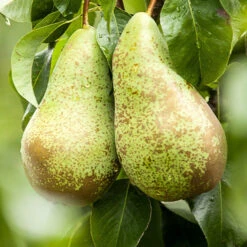 Mini-poirier Conférence -Plantes Soldes Boutique ado 71305 4