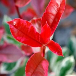 Photinia Pink Marble -Plantes Soldes Boutique bak 56607 2