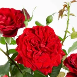 Rosier Grimpant Crazy In Love Rouge -Plantes Soldes Boutique bak 80486 2