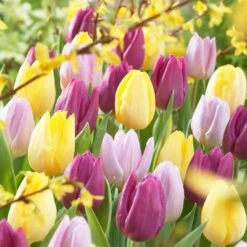 30 Tulipes 60 Days Of Tulips En Mélange -Plantes Soldes Boutique bak 83027 3