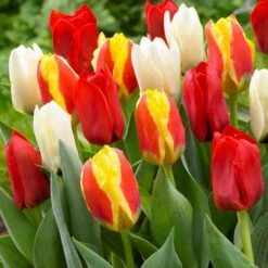 30 Tulipes 60 Days Of Tulips En Mélange -Plantes Soldes Boutique bak 83027 4