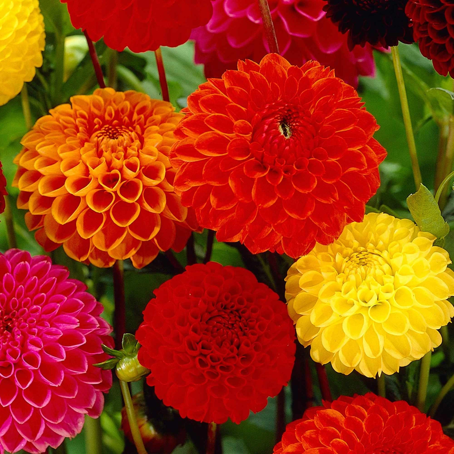 5 Dahlias Pompon En Mélange Ball Bio 1 5 Dahlias Pompon En Mélange Ball Bio