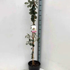 Goyavier Du Bresil -Plantes Soldes Boutique jar 105475 2