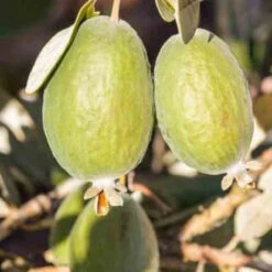 Goyavier Du Bresil -Plantes Soldes Boutique jar 105475 4