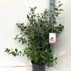 Goyavier Du Bresil -Plantes Soldes Boutique jar 105475 5