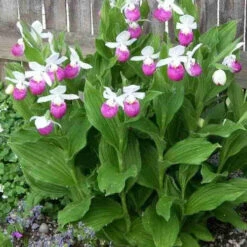 Orchidée Terrestre 'cypripède Royal' -Plantes Soldes Boutique jar 105692 3