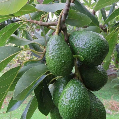 Avocatier 'Duke 7' 1 Avocatier 'Duke 7'