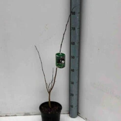 Asiminier Triloba -Plantes Soldes Boutique jar 106395 3