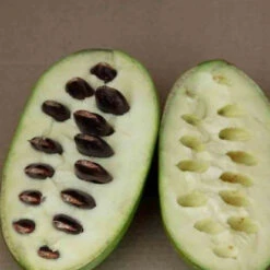 Asiminier Triloba -Plantes Soldes Boutique jar 106395 4