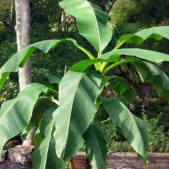 Bananier Du Japon 'Sakhalin' -Plantes Soldes Boutique jar 107142 1