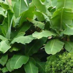 Bananier Du Japon 'Sakhalin' -Plantes Soldes Boutique jar 107142 5