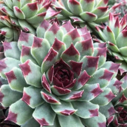 3 Joubarbes - Chick Charms ® Mint Marvel - Sempervivum