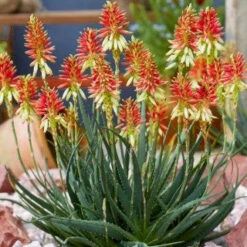 Aloe Safari Sunrise -Plantes Soldes Boutique laf 104682 3