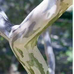 Lilas Des Indes Petit Pink -Plantes Soldes Boutique lil 101069 2 1706101431011