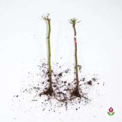 Collection De 2 Mini-rosiers Sur Tiges Armida Et Mousha -Plantes Soldes Boutique qlz 103789 4 1706093561197