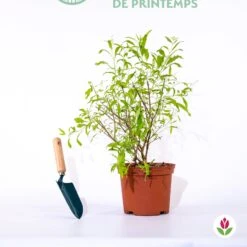 Caryopteris Worcester Gold -Plantes Soldes Boutique qlz 104060 2 1706102827180