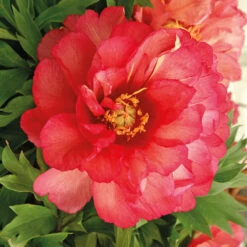 Pivoine Itoh Julia Rose