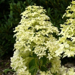 Hortensia Paniculé Dentelle De Gorron ® -Plantes Soldes Boutique ren 100542 6
