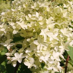 Hortensia Paniculé Dentelle De Gorron ® -Plantes Soldes Boutique ren 100542 9