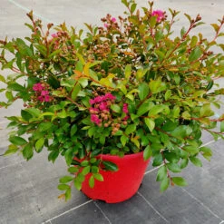 Lilas Des Indes Lilas D'été Mimie® Fuchsia -Plantes Soldes Boutique ren 101496 4 1706537170920