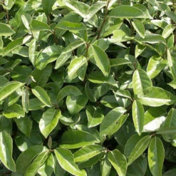 Eleagnus -Plantes Soldes Boutique ren 90366 9 1700140158281