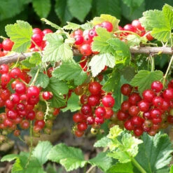 Groseillier Jonkheer Van Tets -Plantes Soldes Boutique tra 71046 7