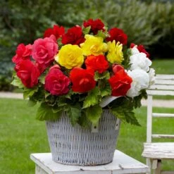 Bégonias Doubles En Mélange -Plantes Soldes Boutique tro 103707 6