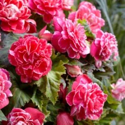 5 Bégonias à Fleurs De Camélia -Plantes Soldes Boutique tro 62000 7