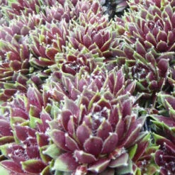3 Joubarbes Silberkarneol - Sempervivum