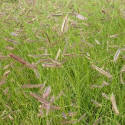 3 Boutelous Gracieux