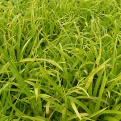 3 Luzules Des Bois Solar Flare