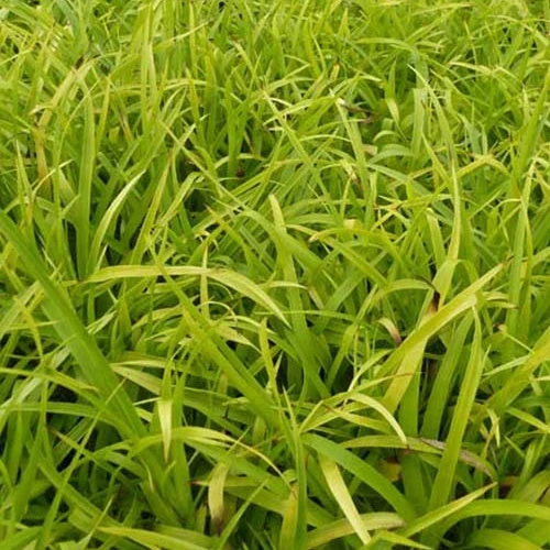 3 Luzules Des Bois Solar Flare 1 3 Luzules Des Bois Solar Flare