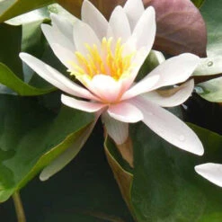 Nénuphar Rosennymphe