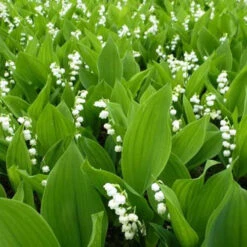 Muguet Blanc -Plantes Soldes Boutique vds 25916 9 1705410385291