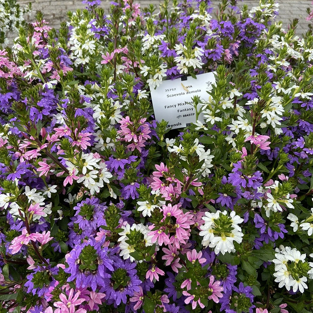 3 Scaevola Rose, Bleu, Blanc En Mélange 1 3 Scaevola Rose, Bleu, Blanc En Mélange