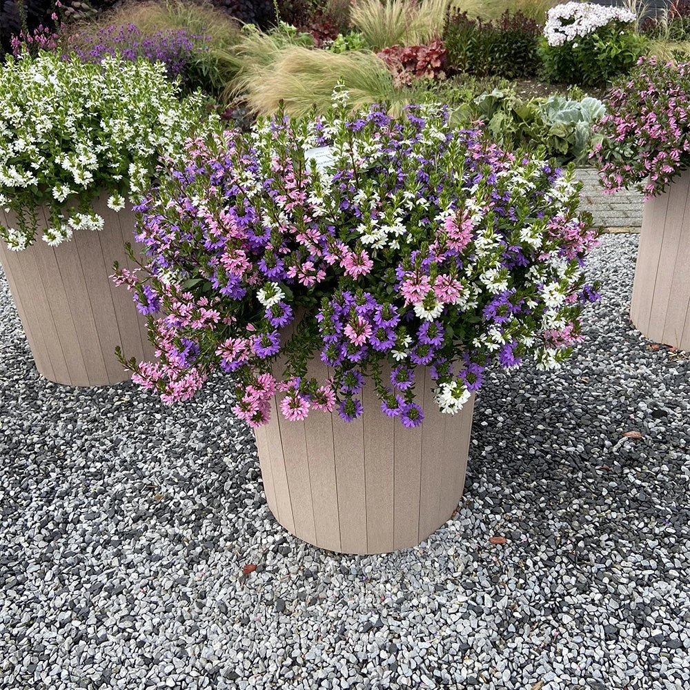 3 Scaevola Rose, Bleu, Blanc En Mélange 2 3 Scaevola Rose, Bleu, Blanc En Mélange – Image 2