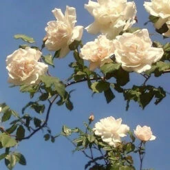 Rosier Grimpant Mme Alfred Carrière