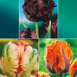 Collection De 24 Tulipes Perroquet : Princesse Irene, Black Parrot, Apric
