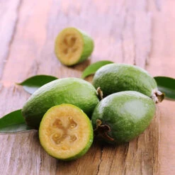 Goyavier Du Bresil -Plantes Soldes Boutique wil 105475 7