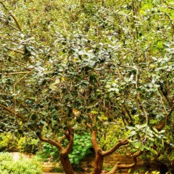 Goyavier Du Bresil -Plantes Soldes Boutique wil 105475 8