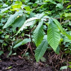 Asiminier Triloba -Plantes Soldes Boutique wil 106395 6